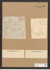 Schizonema mesogloeoides Kuetz. (de-Toni-Nr.: Genus 20, Species 1186) Zeichnungen Sammlung Grunow Nr. 2285 (NHMW-BOT-W0369405)